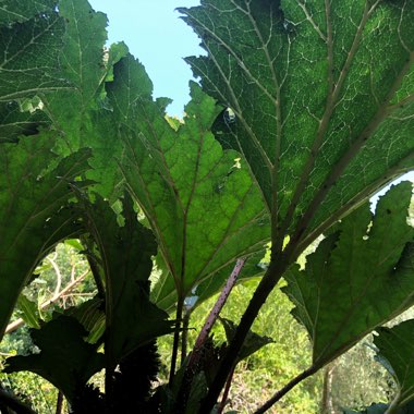 Giant Rhubarb