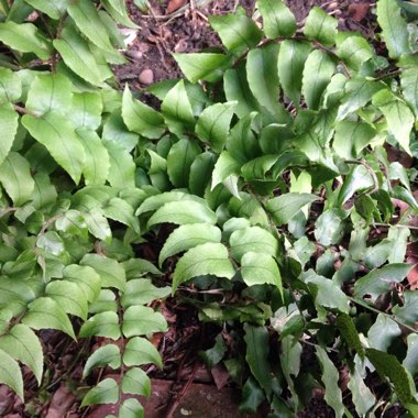 Boston Fern