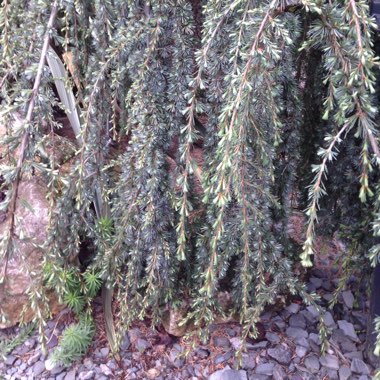 Weeping Blue Atlas Cedar