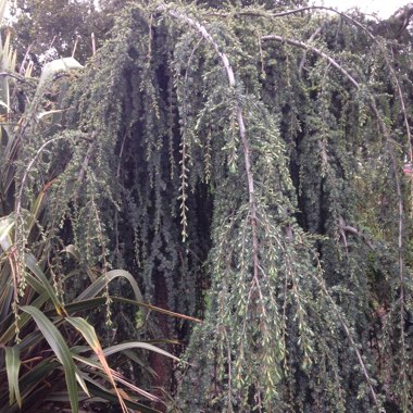 Weeping Blue Atlas Cedar