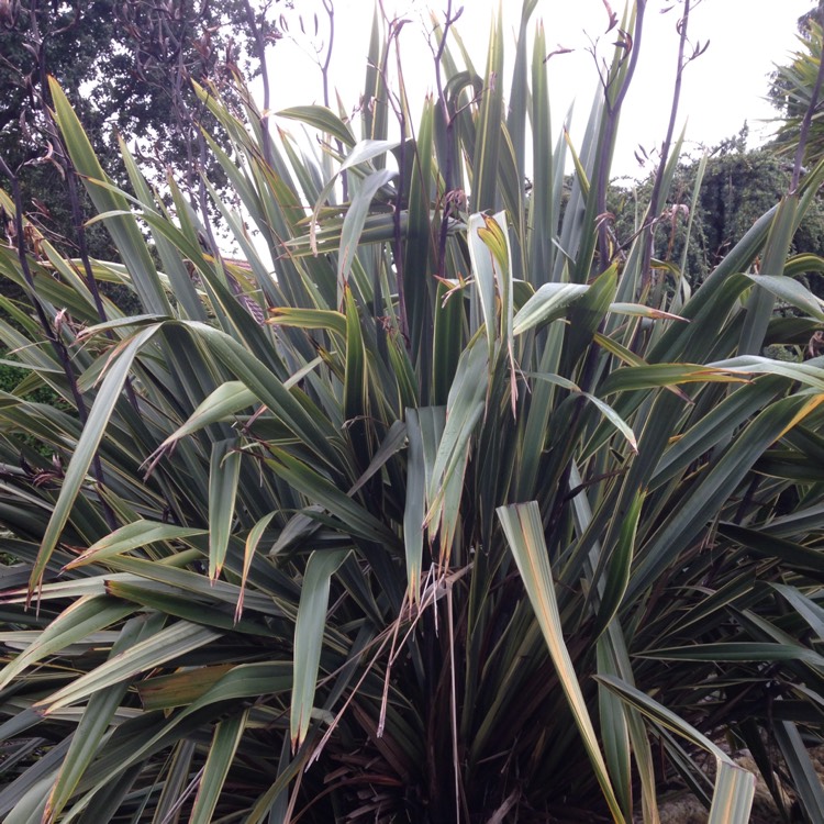 Plant image Phormium tenax Variegata