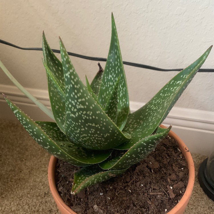 Plant image Aloe deltoideodonta 'Sparkler'