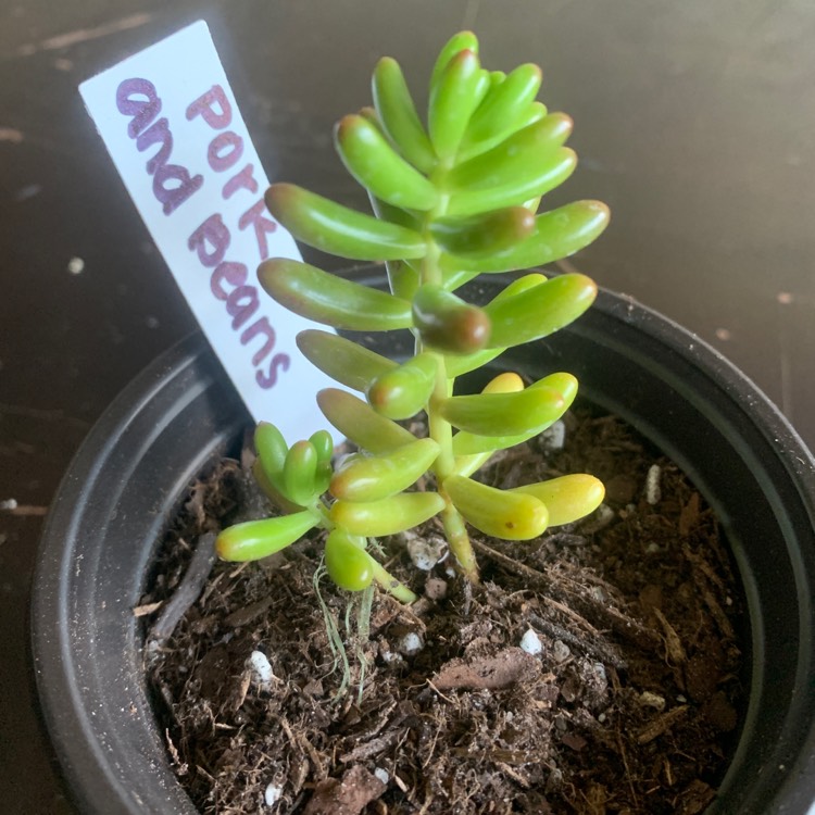 Plant image Sedum Rubrotinctum Variegata