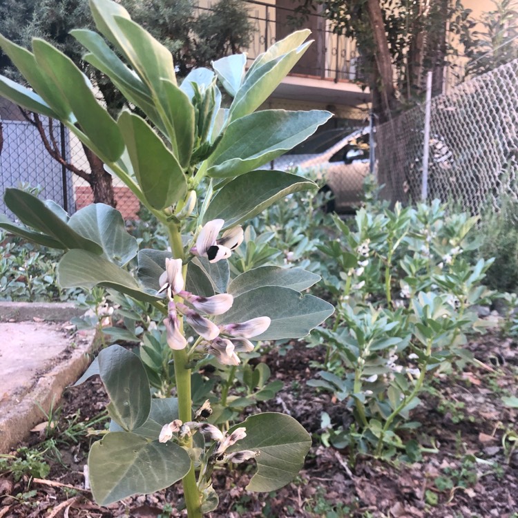 Plant image Vicia faba 'Giant Exhibition Longpod'