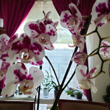 Phalaenopsis