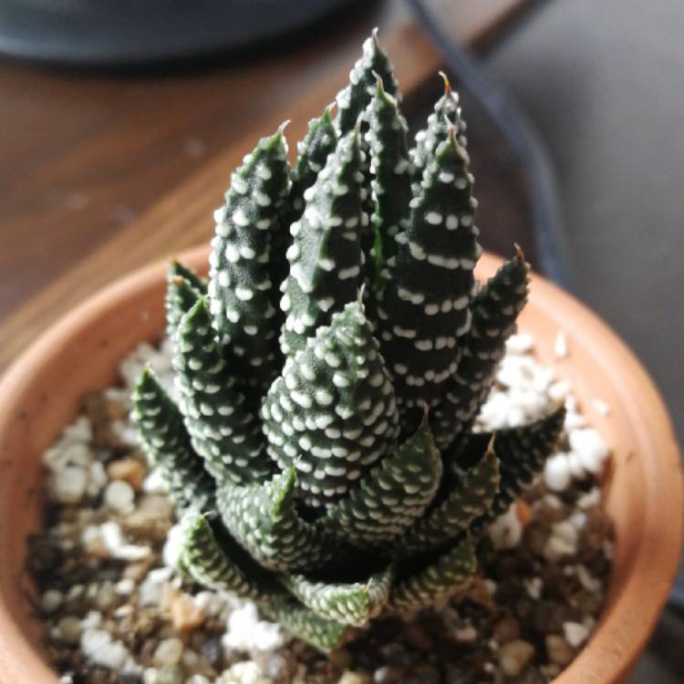 Plant image Haworthia Reinwardtii