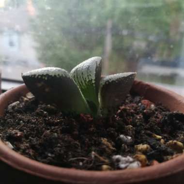 Haworthia Emelyae var. Rooiberg