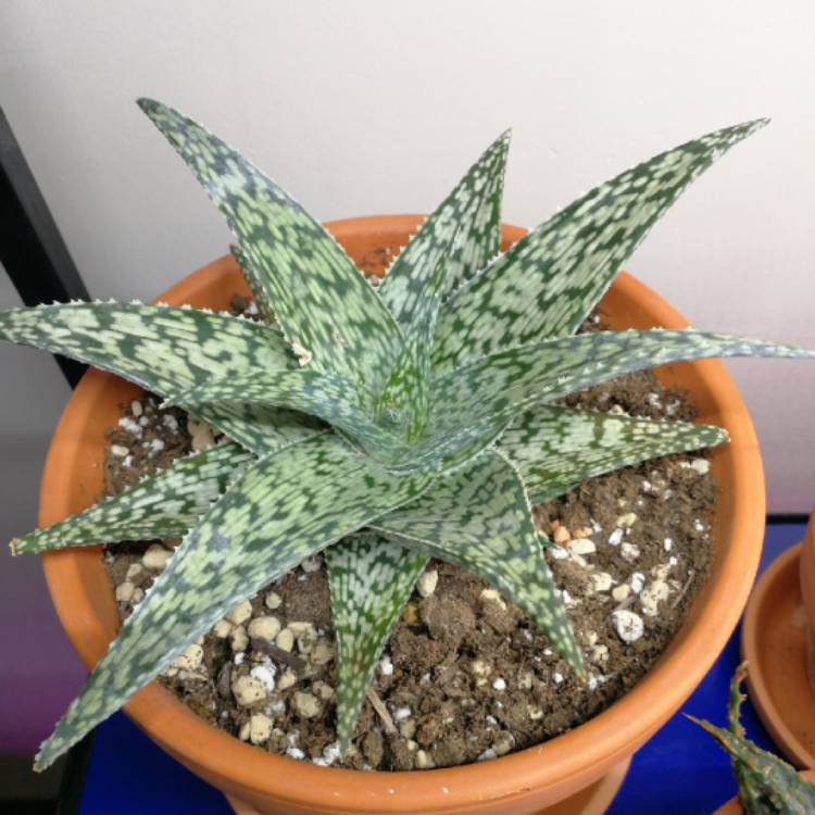 Plant image Aloe 'White Fox'