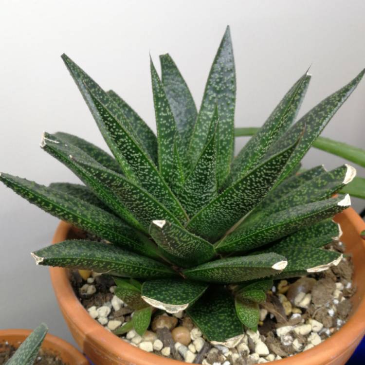 Plant image x Gasteraloe beguinii