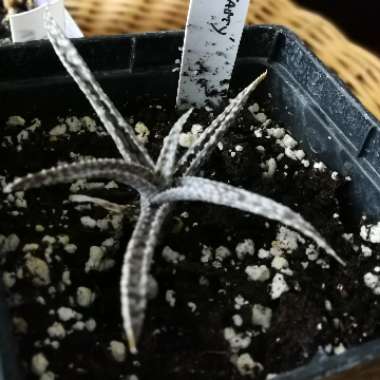 Aloe hybrid 'White Beauty'