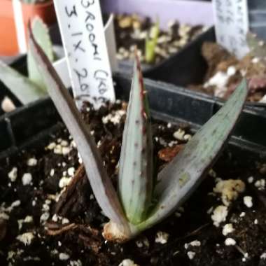 Aloe Broomii