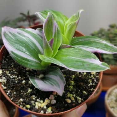 Tradescantia fluminensis 'Laekenensis' syn. Tradescantia fluminensis 'Laekenensis Rainbow'