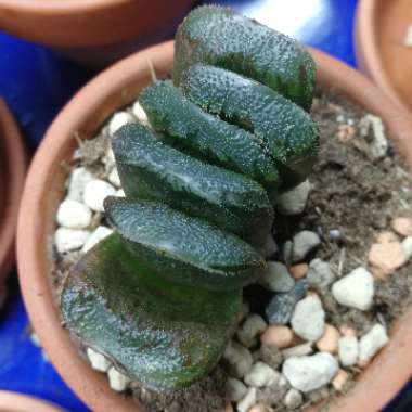 Haworthia truncata var. truncata