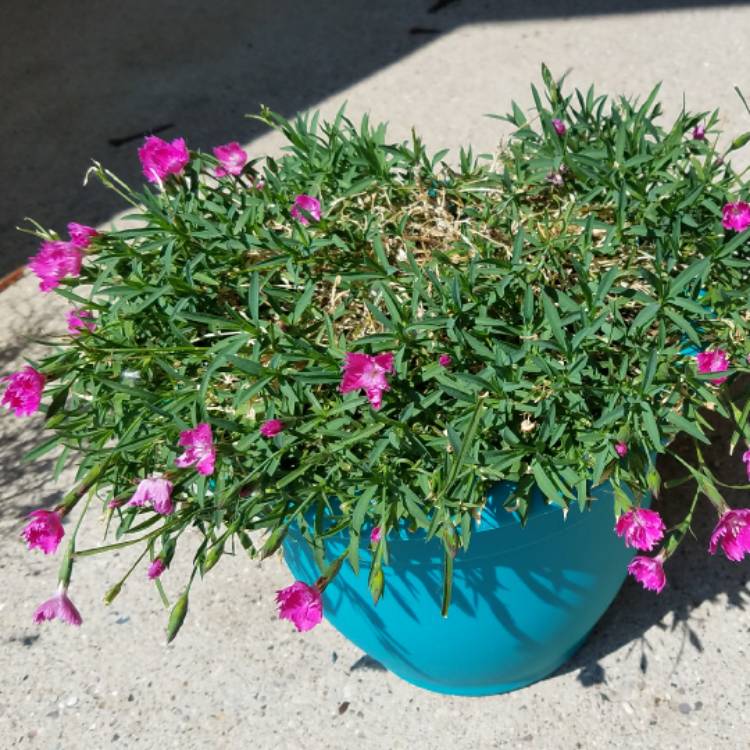 Plant image Dianthus 'Kahori'