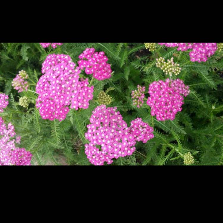 Plant image Achillea filipendulina