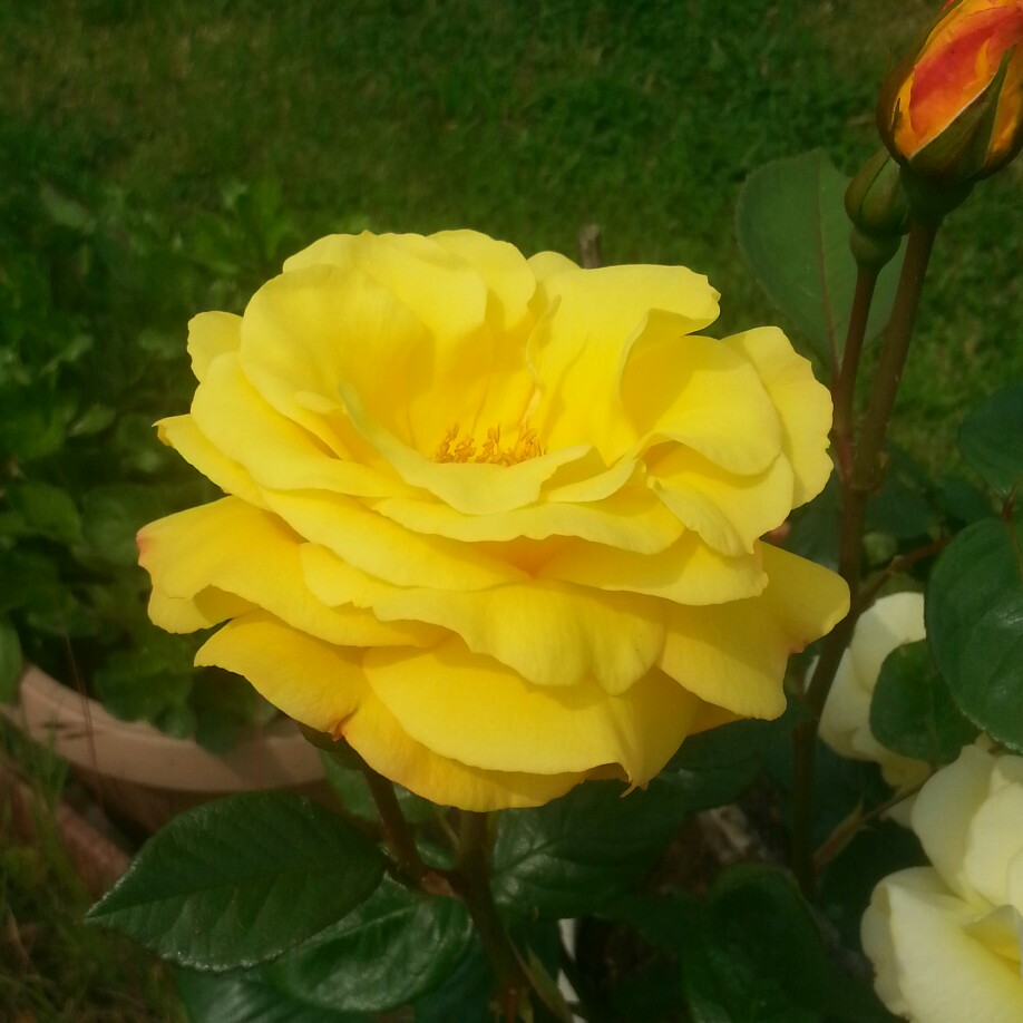 Rose (Hybrid Tea)