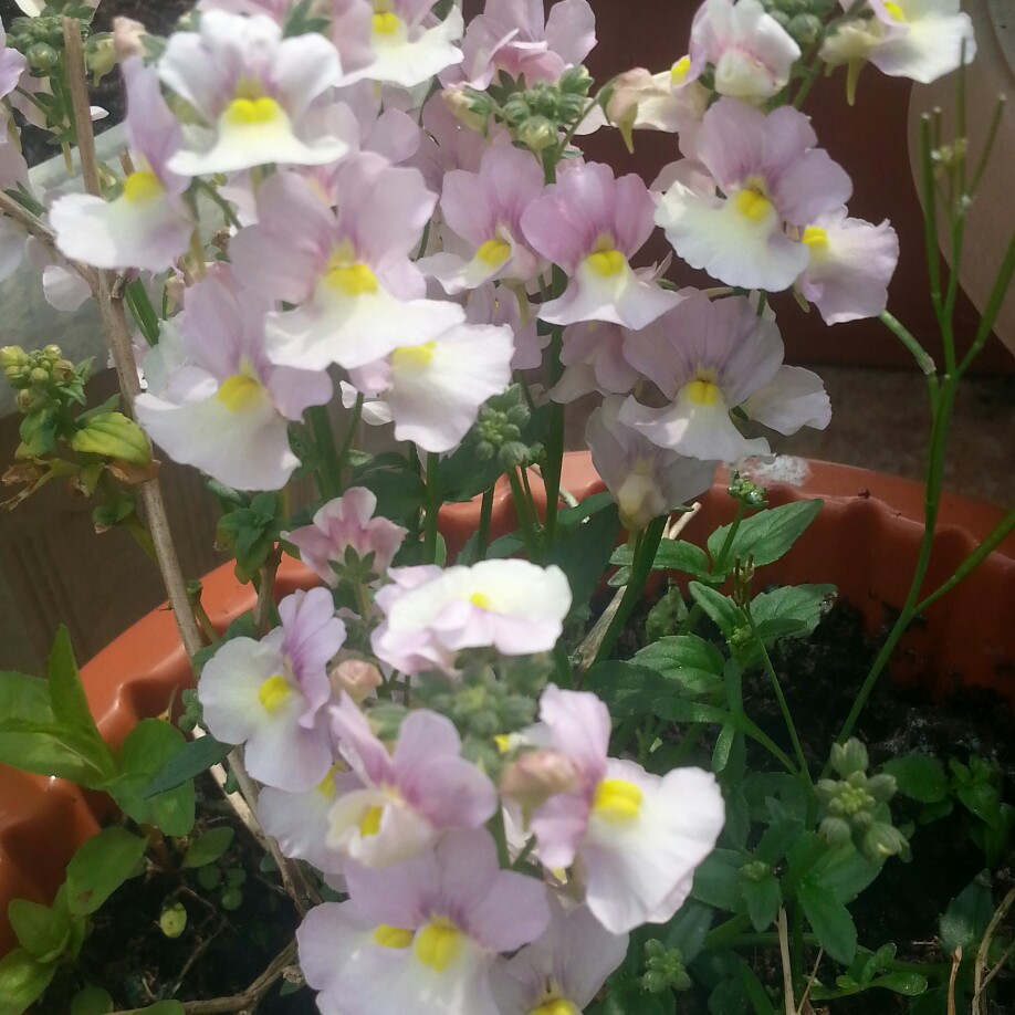 Nemesia 'Sweet Lady'