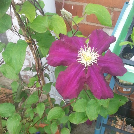 Clematis 'Warsaw Nike'