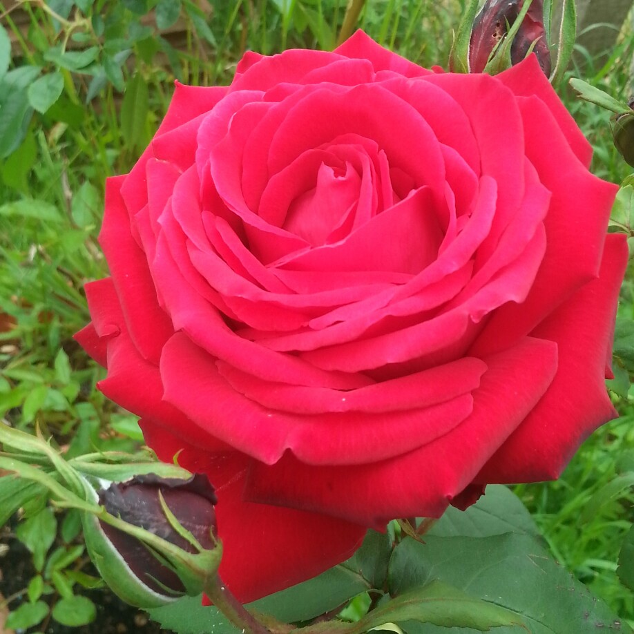 Rose 'Isabella'