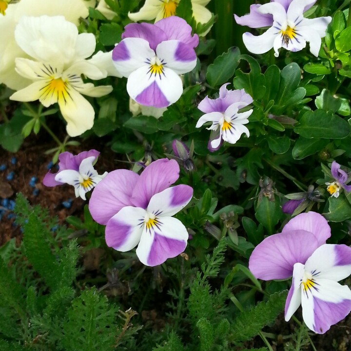 Pansy