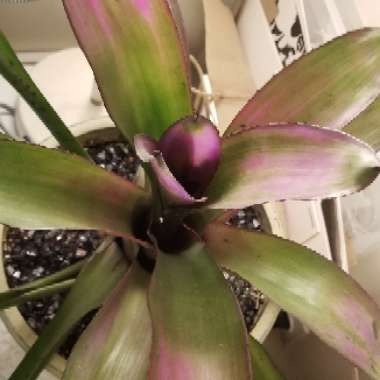 Bromeliad