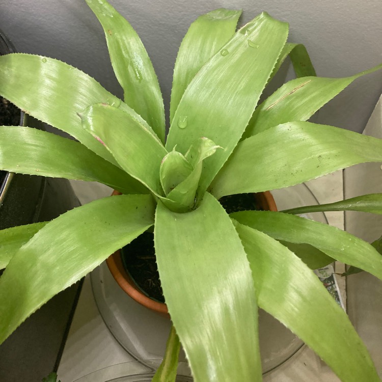 Plant image Aechmea 'Recurvata'