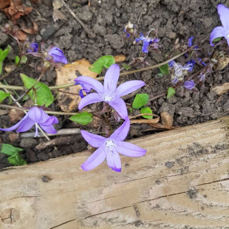 Plant image Campanula poscharskyana 'Blue Gown'