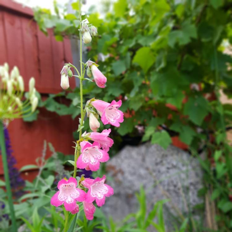 Plant image Penstemon 'Hidcote Pink'