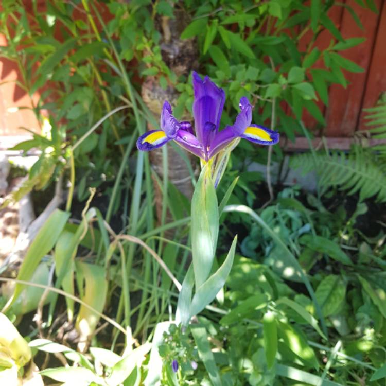 Plant image Iris 'Alida' syn. Iris reticulata 'Alida'