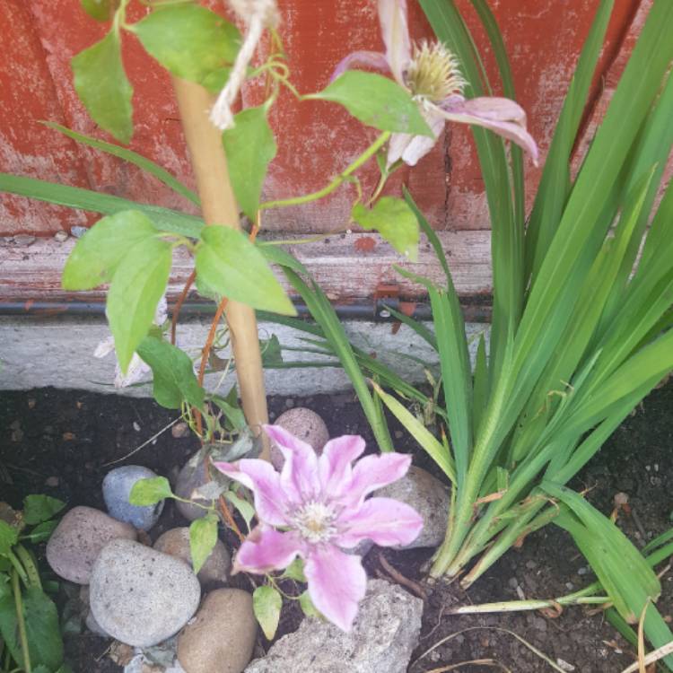 Plant image Clematis 'Carnaby'