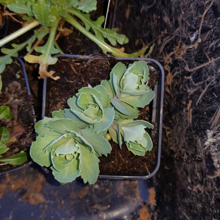 Plant image Sedum Autumn Blaze