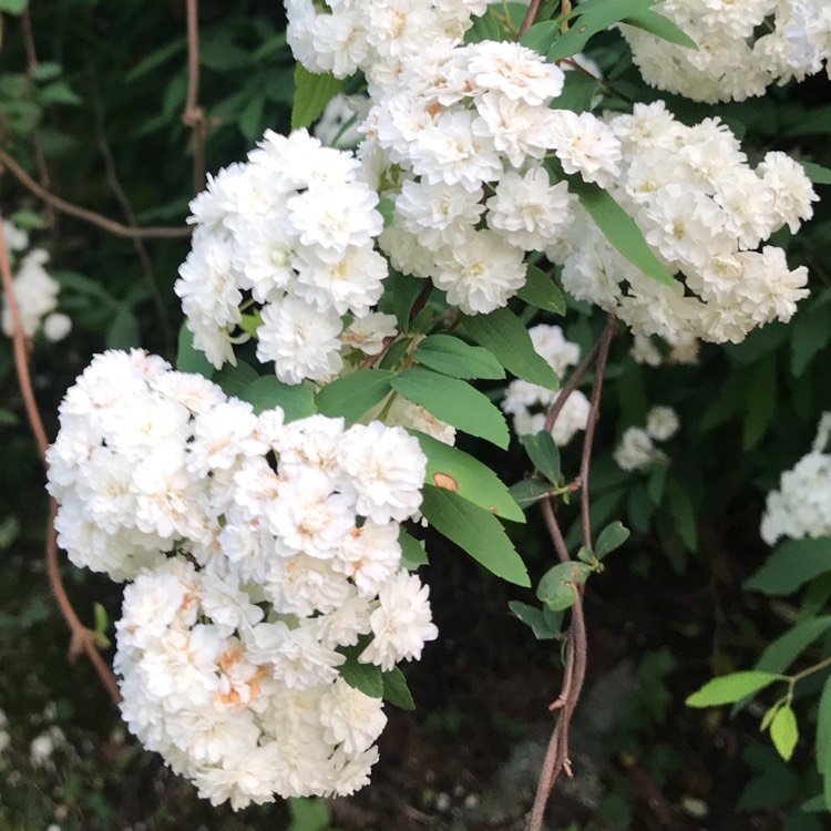 Plant image Spiraea prunifolia 'Plena'