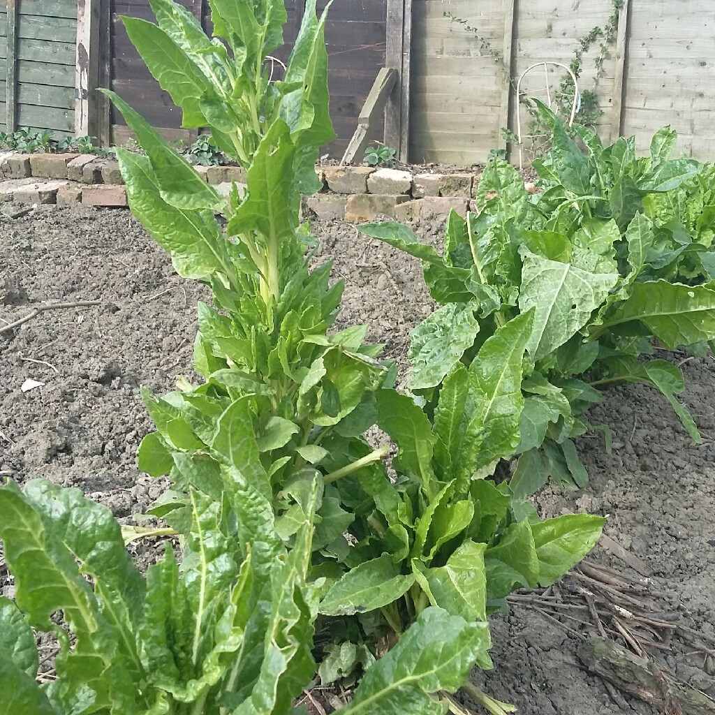 Plant image Beta Vulgaris var Cicla