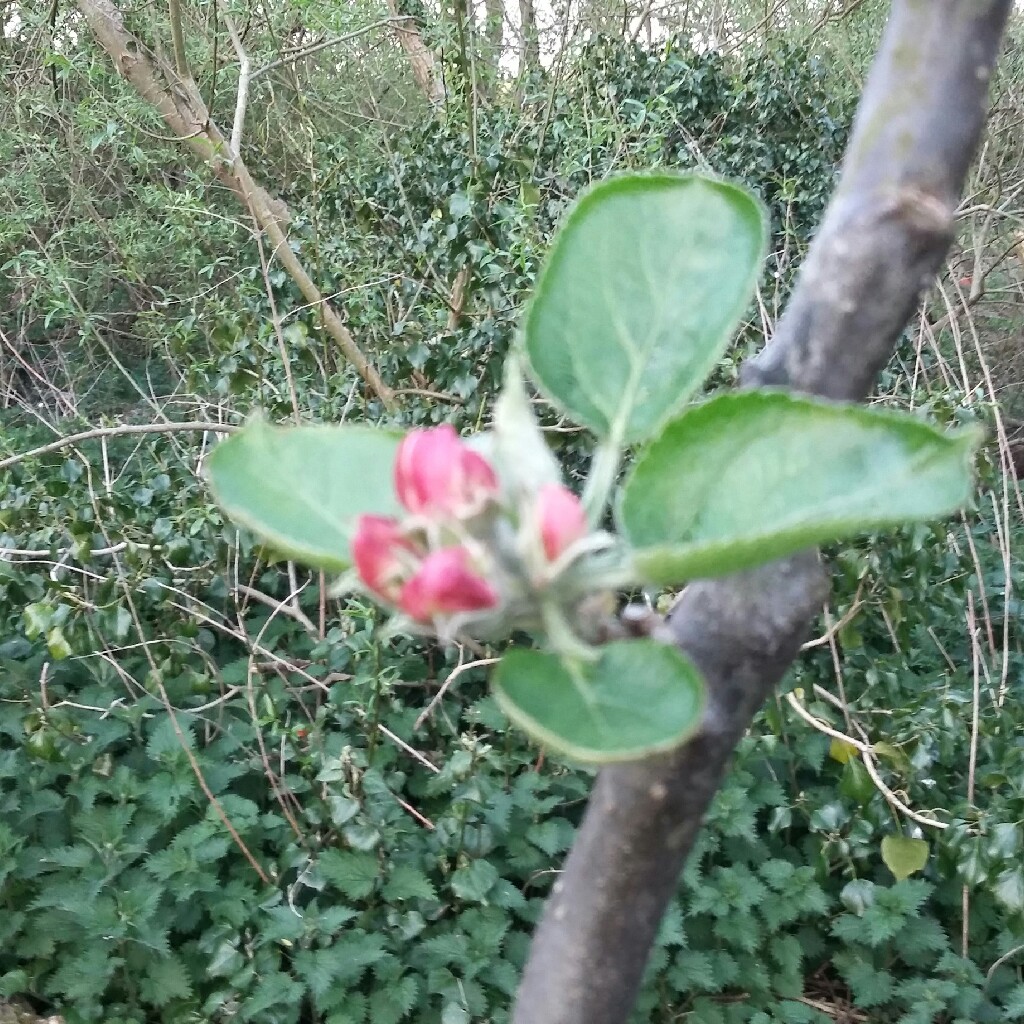 Malus domestica 'Bramley's Seedling'