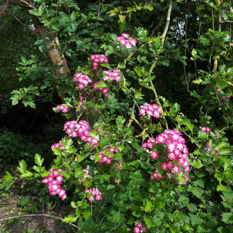 Plant image Crataegus oxyacantha