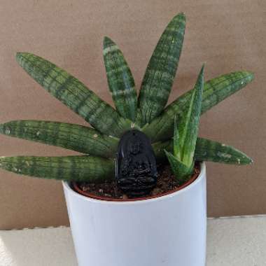 Sansevieria cylindrica