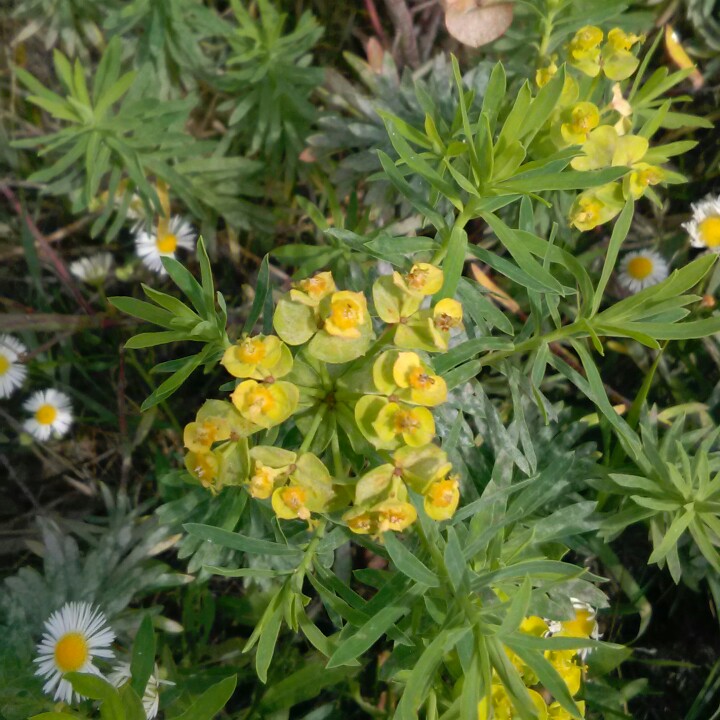 Balkan Spurge