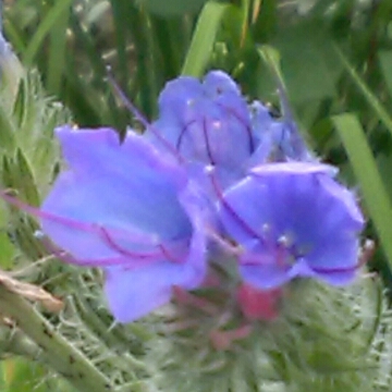 Viper's Bugloss