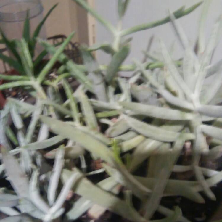 Plant image Cotyledon orbiculata 'Elk Horns'