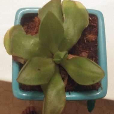 Pinguicula moranensis