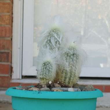 Cephalocereus Senilis