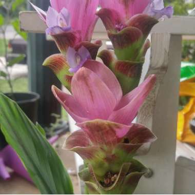 Curcuma alismatifolia