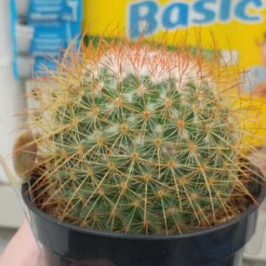 Mammillaria rhodantha