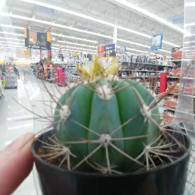 Melocactus azureus