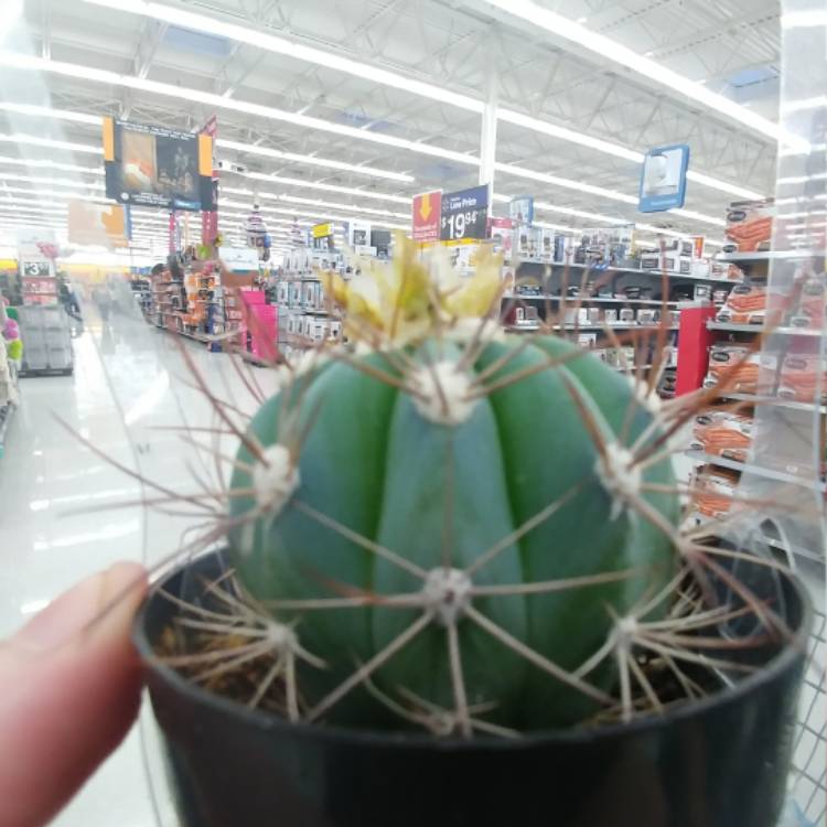 Plant image Melocactus azureus