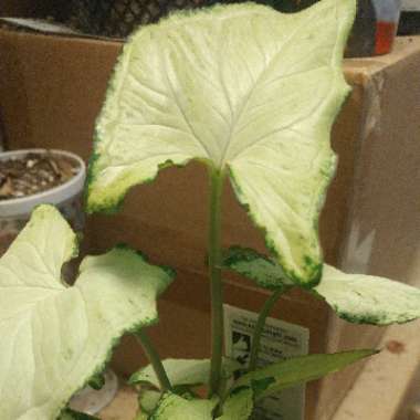 Syngonium podophyllum 'White Butterfly'