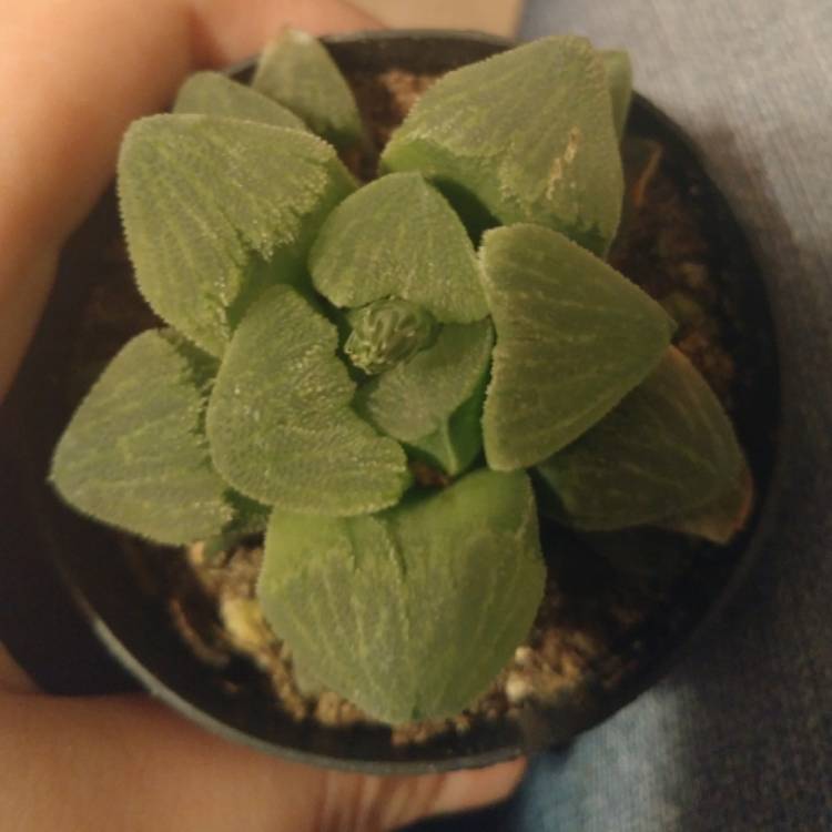 Plant image Haworthia Emelyae