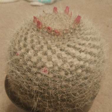 Mammillaria hahniana