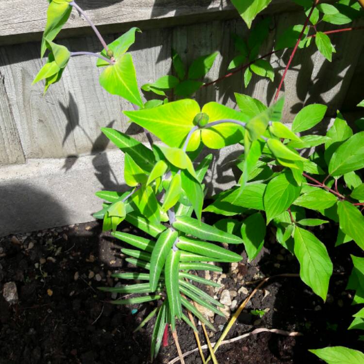 Plant image Euphorbia lathyris