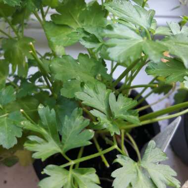 Flat-leafed Parsley